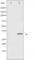 Cyclin Dependent Kinase 1 antibody, abx011802, Abbexa, Western Blot image 