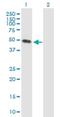 KRM2 antibody, H00079412-B01P, Novus Biologicals, Western Blot image 