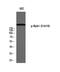 RNA Polymerase II Subunit A antibody, STJ91031, St John