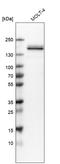Rho GTPase Activating Protein 45 antibody, HPA019816, Atlas Antibodies, Western Blot image 