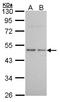 Histamine Receptor H3 antibody, LS-C109294, Lifespan Biosciences, Western Blot image 