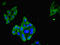 Leukocyte Associated Immunoglobulin Like Receptor 1 antibody, LS-C396927, Lifespan Biosciences, Immunofluorescence image 