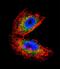 Acetylcholinesterase antibody, LS-C97167, Lifespan Biosciences, Immunofluorescence image 