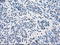 Sorbitol Dehydrogenase antibody, TA500677, Origene, Immunohistochemistry frozen image 