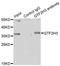 General Transcription Factor IIH Subunit 3 antibody, LS-C346269, Lifespan Biosciences, Immunoprecipitation image 