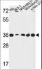 Torsin Family 1 Member B antibody, LS-C160121, Lifespan Biosciences, Western Blot image 