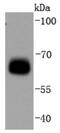 Protein Kinase AMP-Activated Catalytic Subunit Alpha 1 antibody, NBP2-67805, Novus Biologicals, Western Blot image 