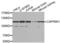 Cell Cycle Associated Protein 1 antibody, abx001908, Abbexa, Western Blot image 