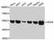 DEAD-Box Helicase 6 antibody, A3829, ABclonal Technology, Western Blot image 