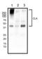 P-selectin glycoprotein ligand 1 antibody, NB100-78039, Novus Biologicals, Western Blot image 