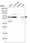 FTO Alpha-Ketoglutarate Dependent Dioxygenase antibody, HPA041086, Atlas Antibodies, Western Blot image 