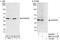 SHANK Associated RH Domain Interactor antibody, NBP2-04116, Novus Biologicals, Immunoprecipitation image 
