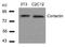 Cortactin antibody, 79-390, ProSci, Western Blot image 