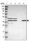 Solute Carrier Family 22 Member 23 antibody, HPA014697, Atlas Antibodies, Western Blot image 