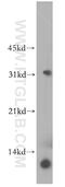 C-C Motif Chemokine Ligand 19 antibody, 13397-1-AP, Proteintech Group, Western Blot image 