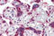 DnaJ Heat Shock Protein Family (Hsp40) Member B1 antibody, MBS244565, MyBioSource, Immunohistochemistry frozen image 
