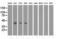 Phosphoribosylaminoimidazole Carboxylase And Phosphoribosylaminoimidazolesuccinocarboxamide Synthase antibody, GTX83950, GeneTex, Western Blot image 