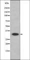 MYC Associated Factor X antibody, orb335702, Biorbyt, Western Blot image 