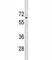 Tumor Protein P63 antibody, F53705-0.1ML, NSJ Bioreagents, Western Blot image 