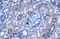 Acid Sensing Ion Channel Subunit 3 antibody, ARP35152_T100, Aviva Systems Biology, Immunohistochemistry paraffin image 