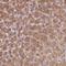 24-Dehydrocholesterol Reductase antibody, NBP2-38980, Novus Biologicals, Immunohistochemistry frozen image 