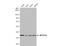 Methylenetetrahydrofolate Dehydrogenase (NADP+ Dependent) 2, Methenyltetrahydrofolate Cyclohydrolase antibody, NBP1-33200, Novus Biologicals, Western Blot image 