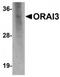 ORAI Calcium Release-Activated Calcium Modulator 3 antibody, TA320075, Origene, Western Blot image 