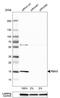 RNA Binding Motif Protein 3 antibody, NBP1-81580, Novus Biologicals, Western Blot image 