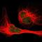 Eukaryotic Translation Initiation Factor 2 Alpha Kinase 1 antibody, NBP1-83210, Novus Biologicals, Immunofluorescence image 