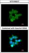 Calcium-activated chloride channel regulator 1 antibody, LS-C185346, Lifespan Biosciences, Immunocytochemistry image 