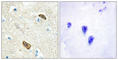 Plexin Domain Containing 1 antibody, abx013682, Abbexa, Western Blot image 