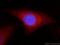 Catalase antibody, 21260-1-AP, Proteintech Group, Immunofluorescence image 