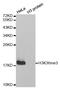 Histone Cluster 3 H3 antibody, STJ23992, St John