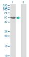 Septin 10 antibody, H00151011-M02, Novus Biologicals, Western Blot image 