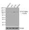 Signal Transducer And Activator Of Transcription 5A antibody, 13-3600, Invitrogen Antibodies, Western Blot image 