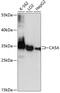Carbonic Anhydrase 5A antibody, 15-678, ProSci, Western Blot image 