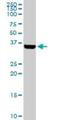 BarH Like Homeobox 1 antibody, H00056751-D01P, Novus Biologicals, Western Blot image 