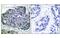 Acetyl-CoA Carboxylase Alpha antibody, MBS5301718, MyBioSource, Immunohistochemistry paraffin image 
