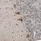 Endoplasmic Reticulum Lectin 1 antibody, HPA031503, Atlas Antibodies, Immunohistochemistry frozen image 