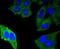 Mucin 1, Cell Surface Associated antibody, NBP2-67650, Novus Biologicals, Immunofluorescence image 