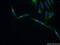 Zinc Finger Protein 251 antibody, 25601-1-AP, Proteintech Group, Immunofluorescence image 
