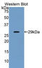 Angiopoietin-related protein 2 antibody, LS-C298104, Lifespan Biosciences, Western Blot image 