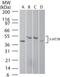 5-Hydroxytryptamine Receptor 7 antibody, GTX13898, GeneTex, Western Blot image 