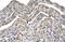 Neuroplastin antibody, NBP1-62423, Novus Biologicals, Immunohistochemistry frozen image 