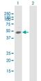 NPR2 Like, GATOR1 Complex Subunit antibody, H00010641-B02P, Novus Biologicals, Western Blot image 