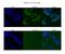 BUB3 Mitotic Checkpoint Protein antibody, NBP1-58206, Novus Biologicals, Immunofluorescence image 