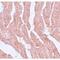 Leucine Zipper Like Transcription Regulator 1 antibody, LS-C108666, Lifespan Biosciences, Immunohistochemistry frozen image 