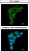 Golgi Associated, Gamma Adaptin Ear Containing, ARF Binding Protein 2 antibody, GTX112213, GeneTex, Immunofluorescence image 