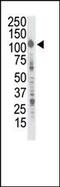 Insulin Receptor Related Receptor antibody, PA5-14691, Invitrogen Antibodies, Western Blot image 