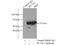 RUNX Family Transcription Factor 1 antibody, 19555-1-AP, Proteintech Group, Immunoprecipitation image 